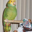 Yellow-headed Parrot